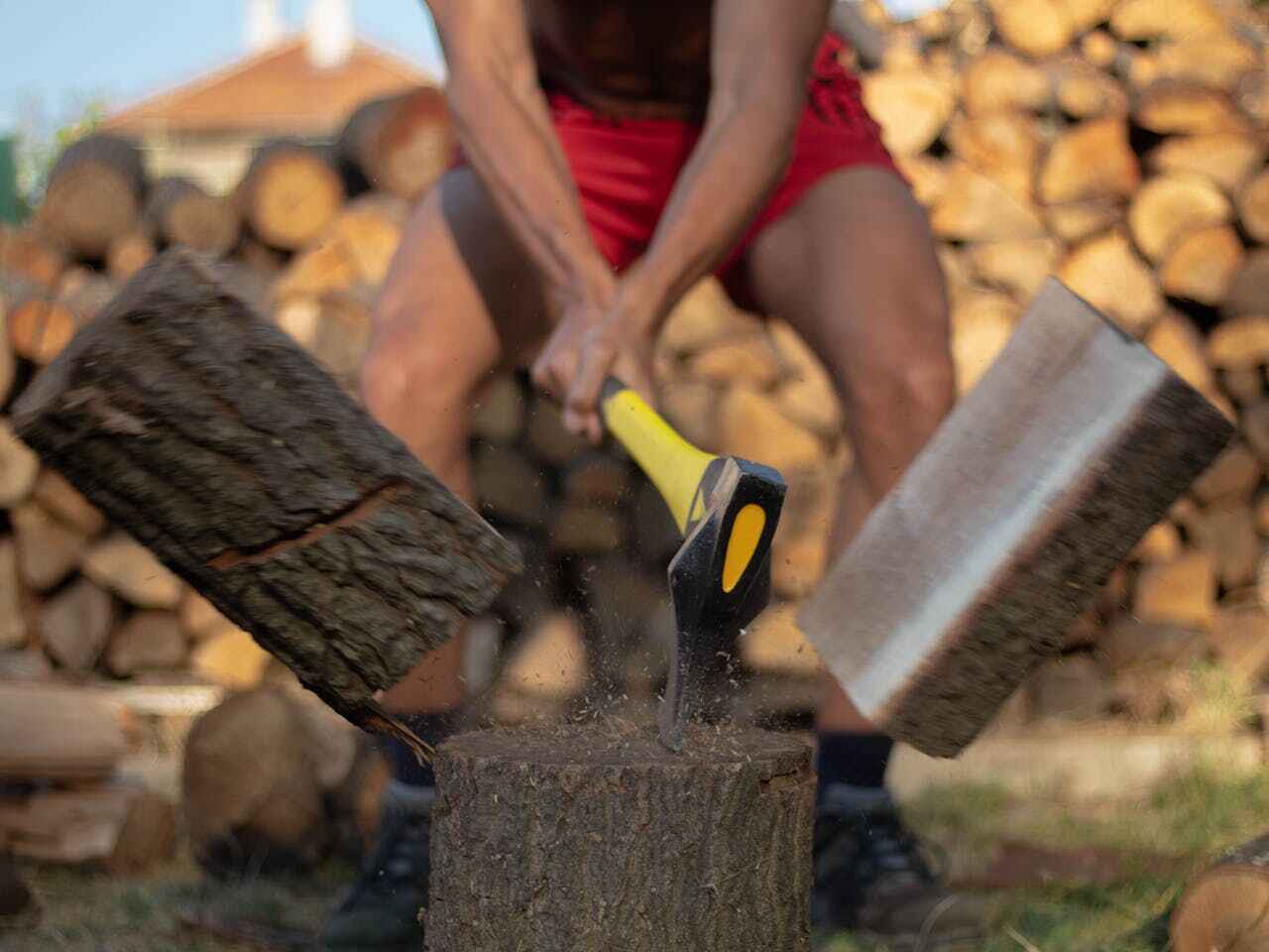 Tree Root Removal in Medulla, FL